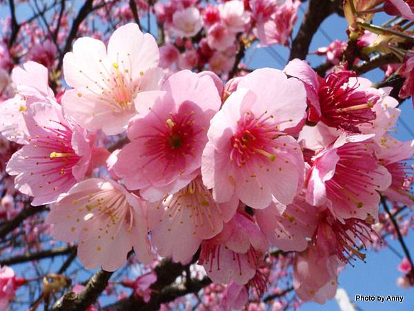 陽明山櫻花