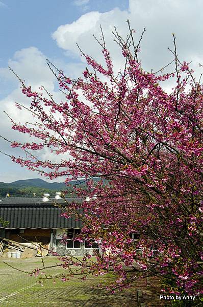 陽明山櫻花