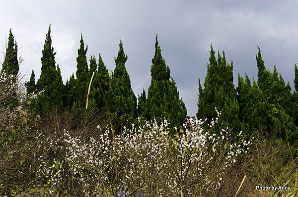 陽明山梅花