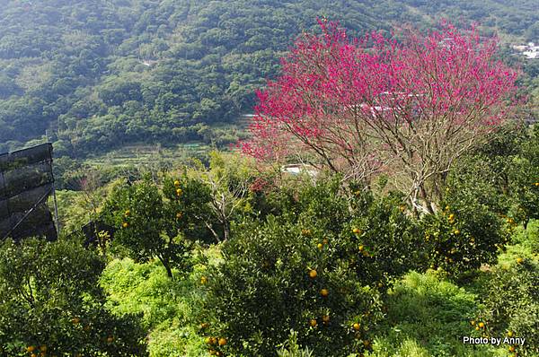 陽明山櫻花