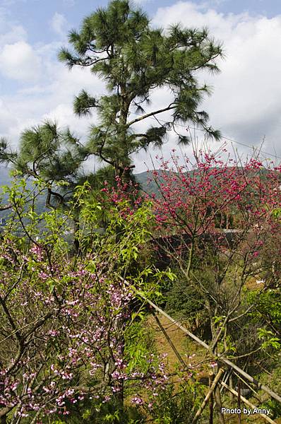 陽明山櫻花