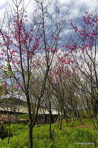 陽明山櫻花