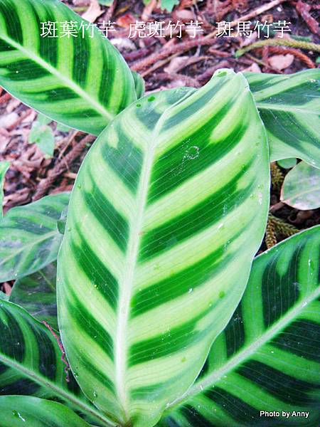 斑葉竹芋 虎斑竹芋  斑馬竹芋