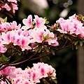 杜鵑花
