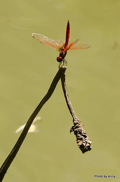 動物生態 蜻蜓