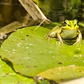 動物生態 金線蛙