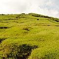 陽明山擎天崗