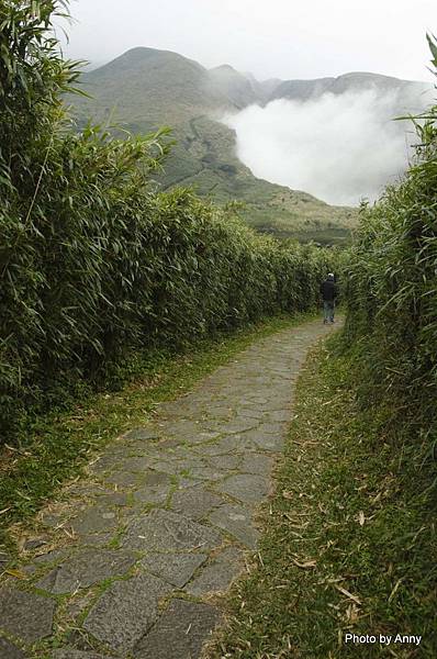 陽明山小油坑 箭竹林步道