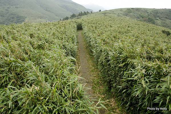 陽明山小油坑 箭竹林步道