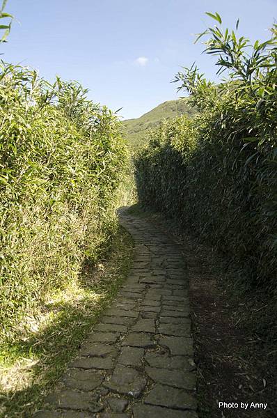 陽明山七星山步道 箭竹林步道