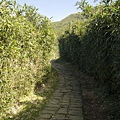 陽明山七星山步道 箭竹林步道