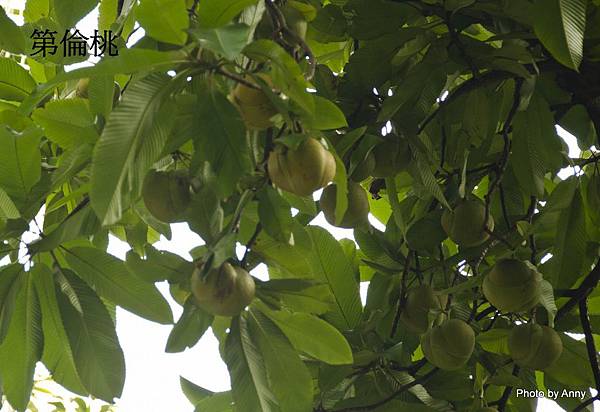 第倫桃