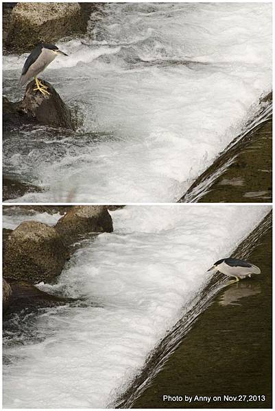 坪林觀魚步道 (16)