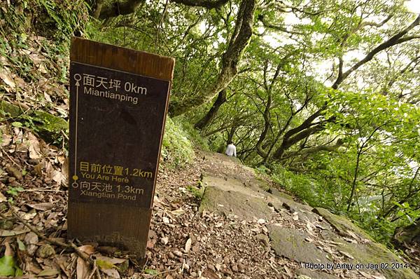 面天山─向天山步道 (25).jpg