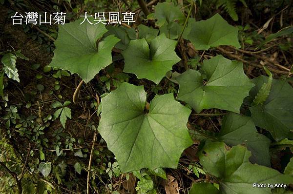 台灣山菊 (1)