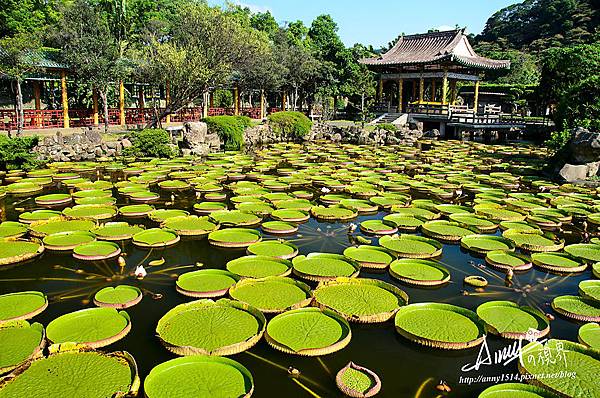 士林雙溪公園 大王蓮 克魯茲王蓮.jpg