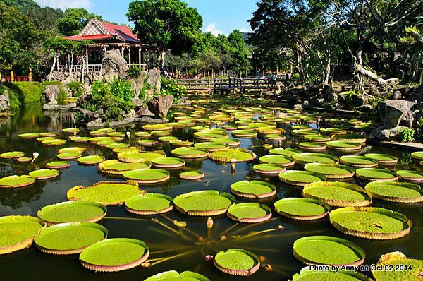 士林雙溪公園 大王蓮 克魯茲王蓮 (3).jpg