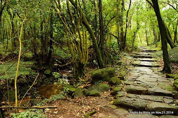 陽明山魚路古道 (18)