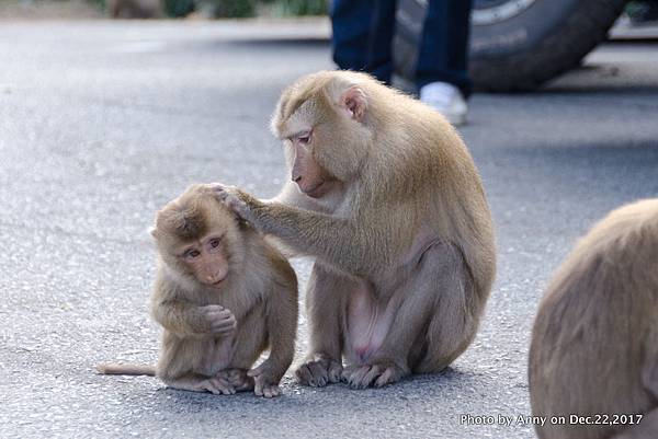 Khao Yai National Park 拷艾國家公園14.jpg