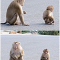 Khao Yai National Park 拷艾國家公園2.jpg