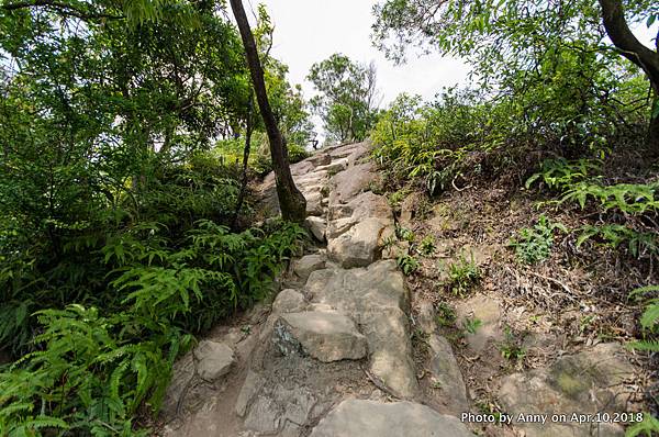 金面山步道65.jpg