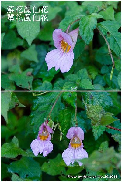 單花鳳仙花 紫花鳳仙花