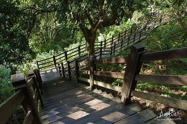 大坑風景區（十號登山步道）14