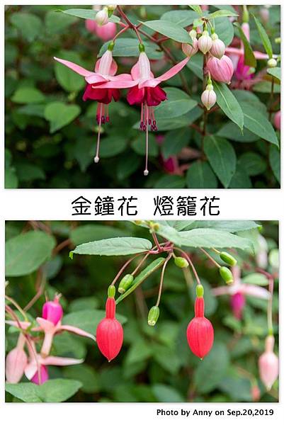 金鐘花 燈籠花2.jpg