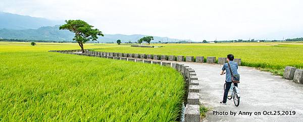 台東池上伯朗大道7.jpg