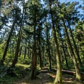 陽明山頂山.石梯嶺步道 柳杉林28