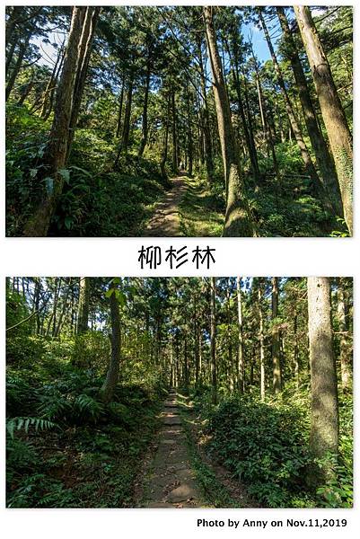 陽明山頂山.石梯嶺步道 柳杉林5