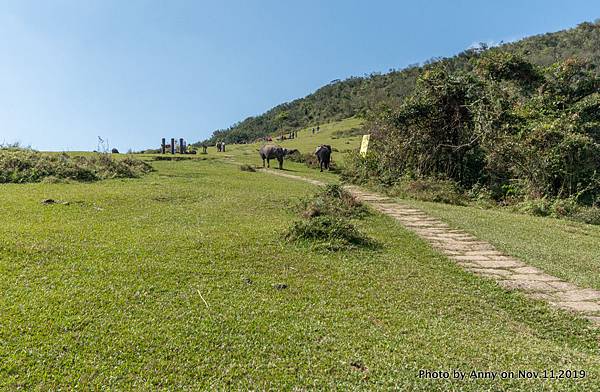 陽明山頂山.石梯嶺步道 石梯嶺32