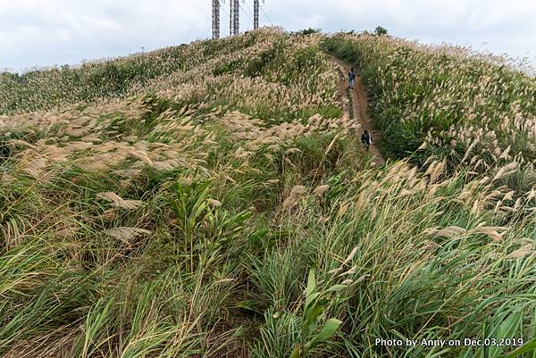 三角埔頂山芒花14.JPG