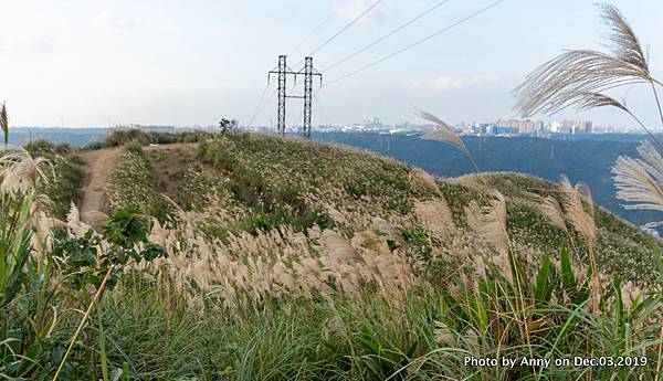 三角埔頂山芒花15.JPG