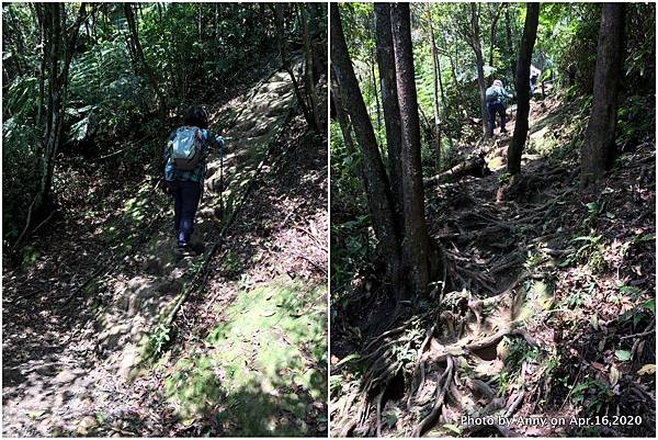 新山夢湖登山步道5.jpg