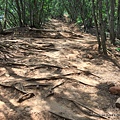 苗栗火炎山步道28