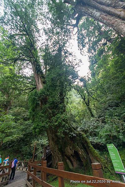 拉拉山巨木群步道18.jpg