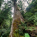 拉拉山巨木群步道17.jpg