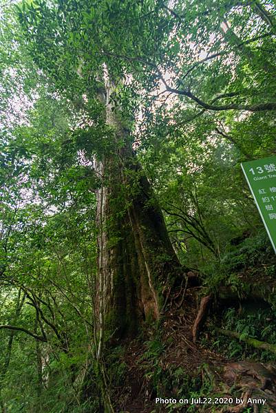 拉拉山巨木群步道33.jpg