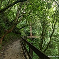 拉拉山巨木群步道41.jpg