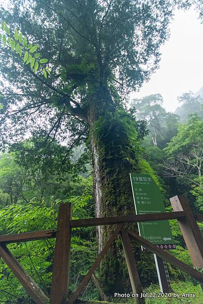 拉拉山巨木群步道42.jpg