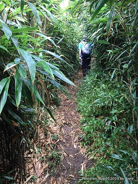 陽明山小觀音山步道17