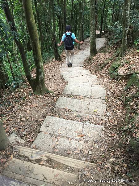 東眼山自導式步道28.JPG