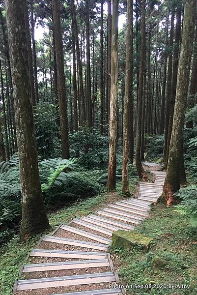 東眼山自導式步道33.JPG