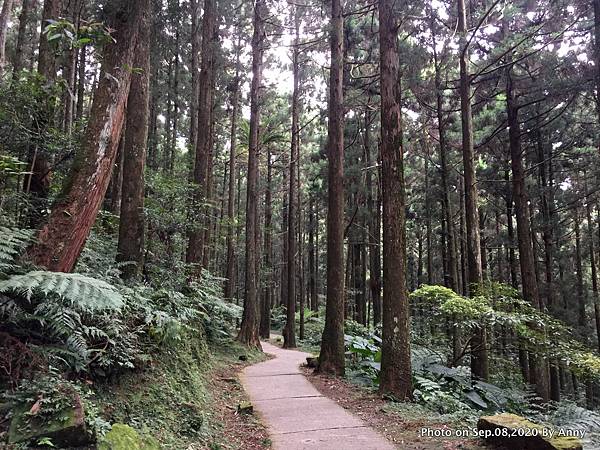 東眼山森林知性步道10