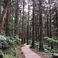 東眼山森林知性步道10