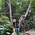 東眼山親子峰步道 親子峰山頂30