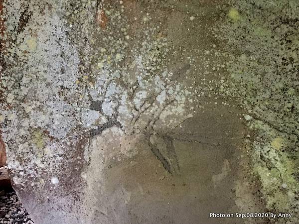 東眼山生痕化石23