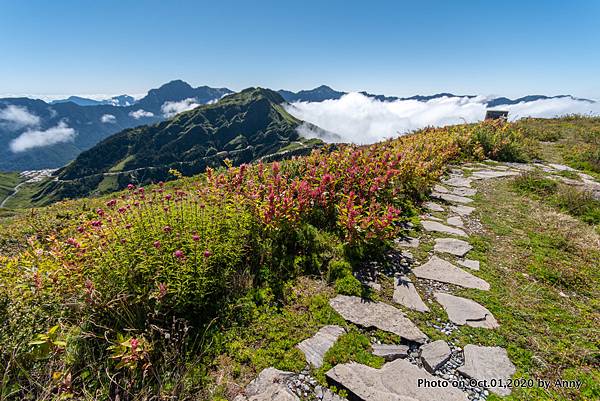 合歡山主峰步道24.jpg