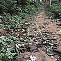 桃園石門山登山步道（景春步道）12